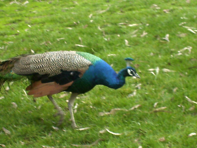 Peacock Walking on Grass