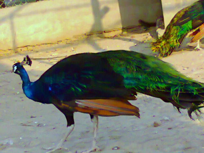Peacock Walking on Ground