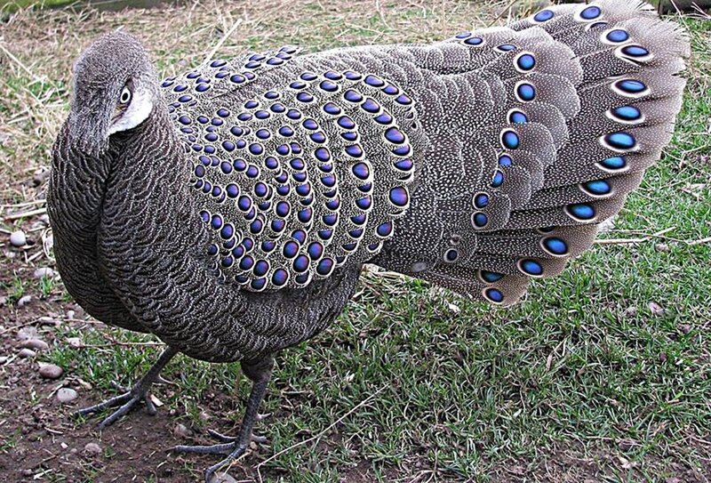 Peacock with Blue Eyes