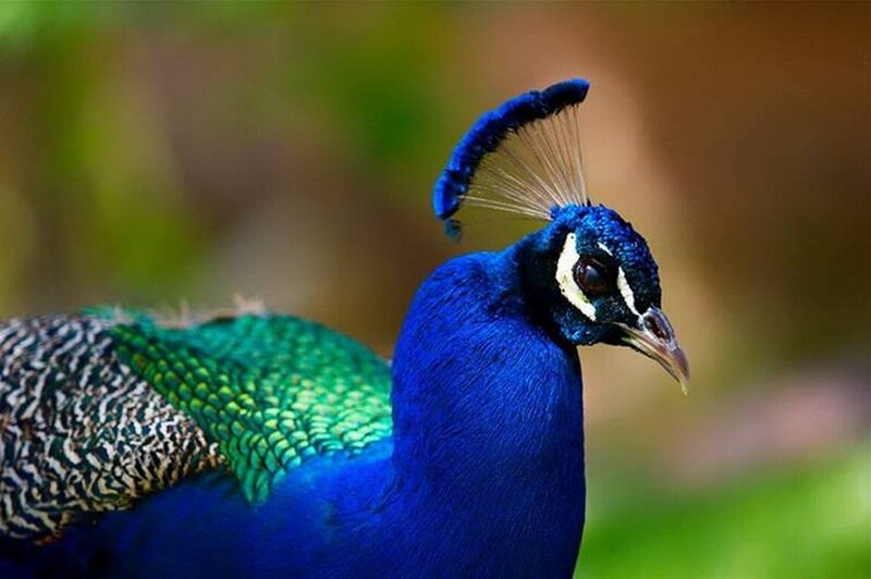 Peacock with Blue Feathers — Calm, Photograph