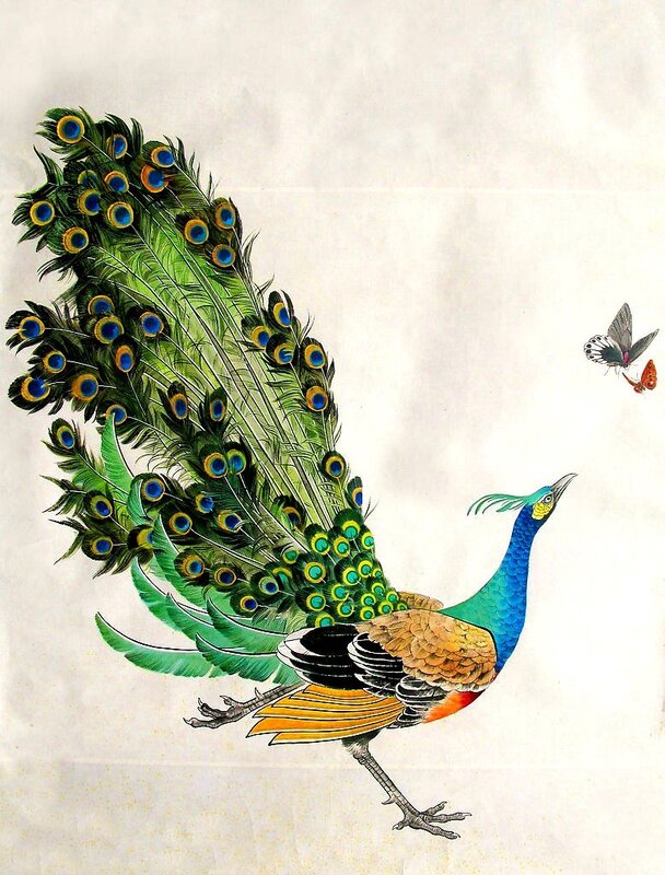 Peacock with butterfly