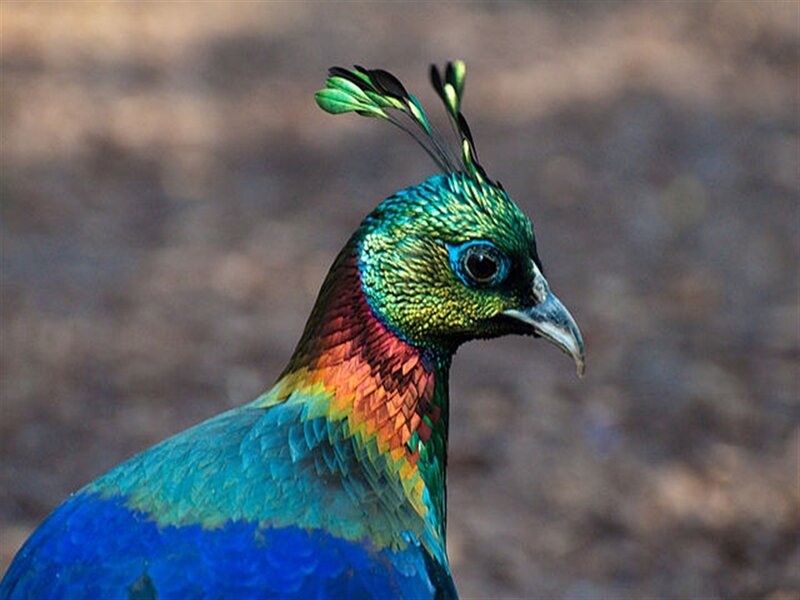 Peacock with Colorful Feathers