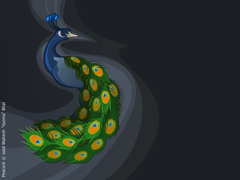Peacock with colorful tail