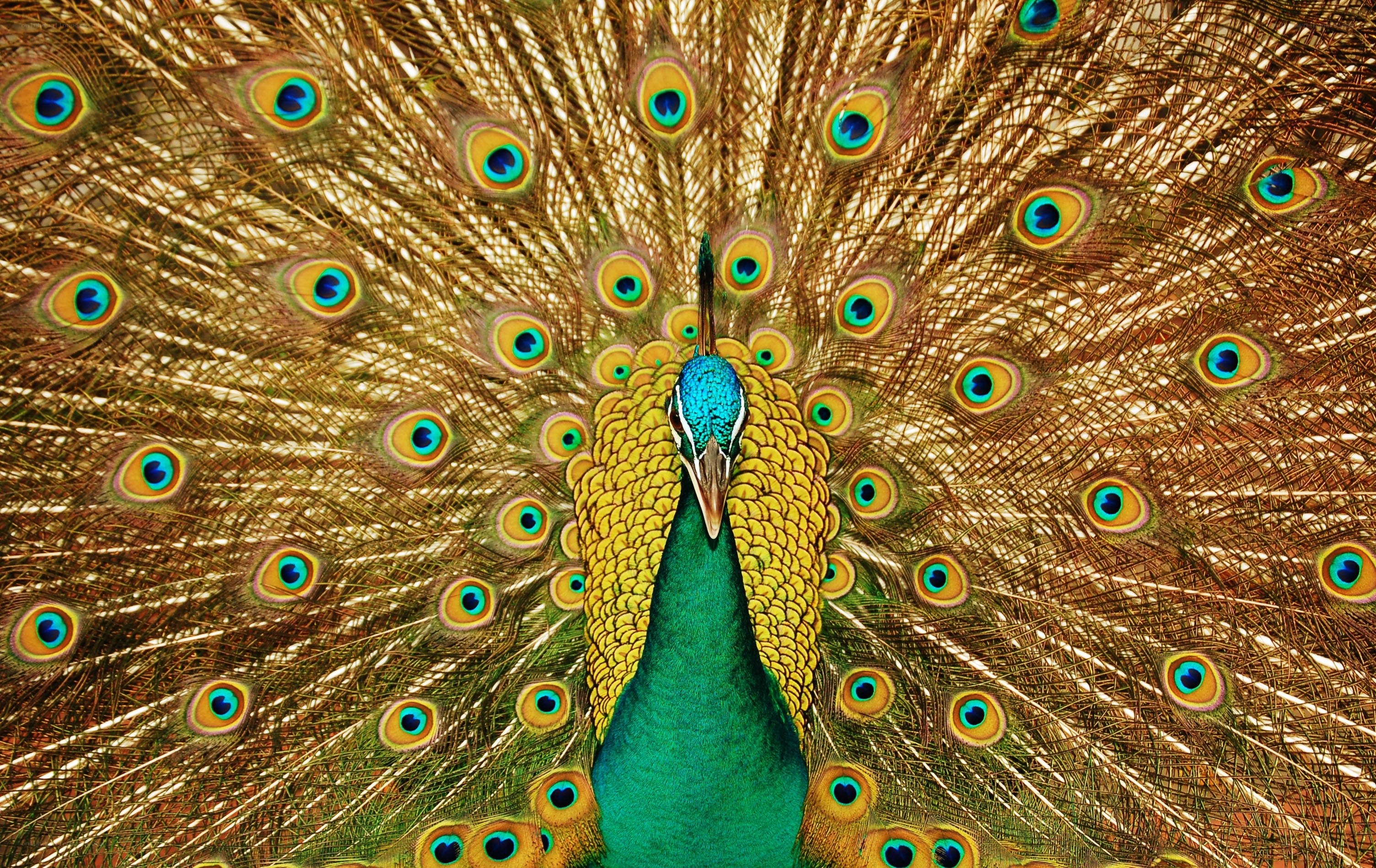 Peacock with fanned tail
