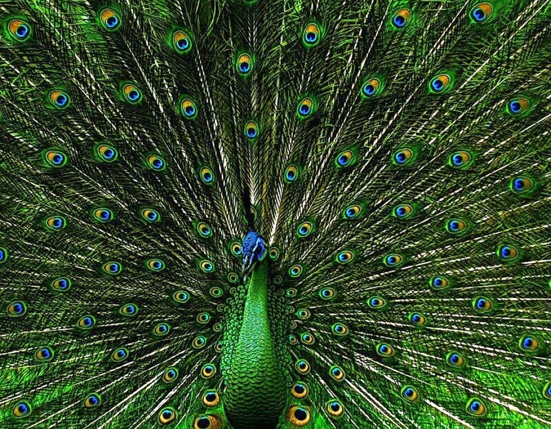 peacock with fanned tail