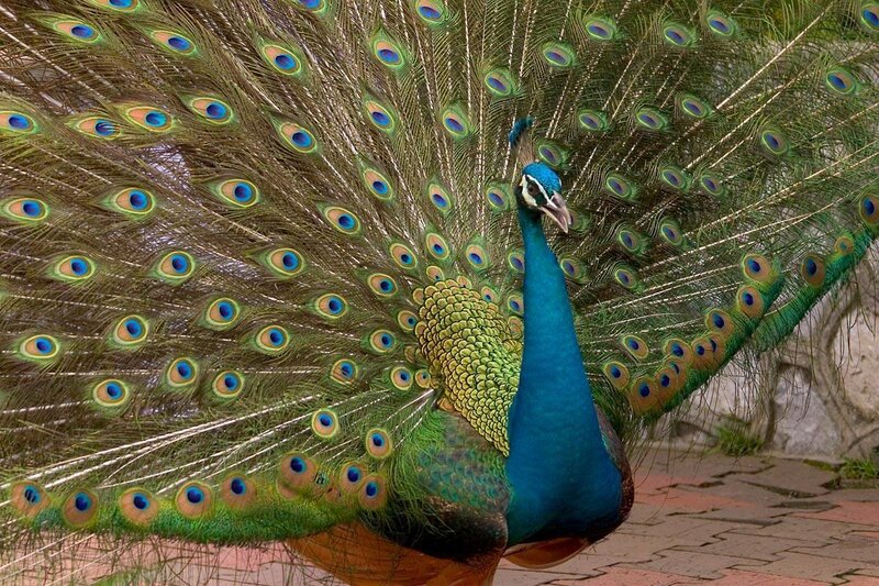 Peacock with fanned tail