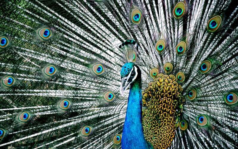 peacock with fanned tail