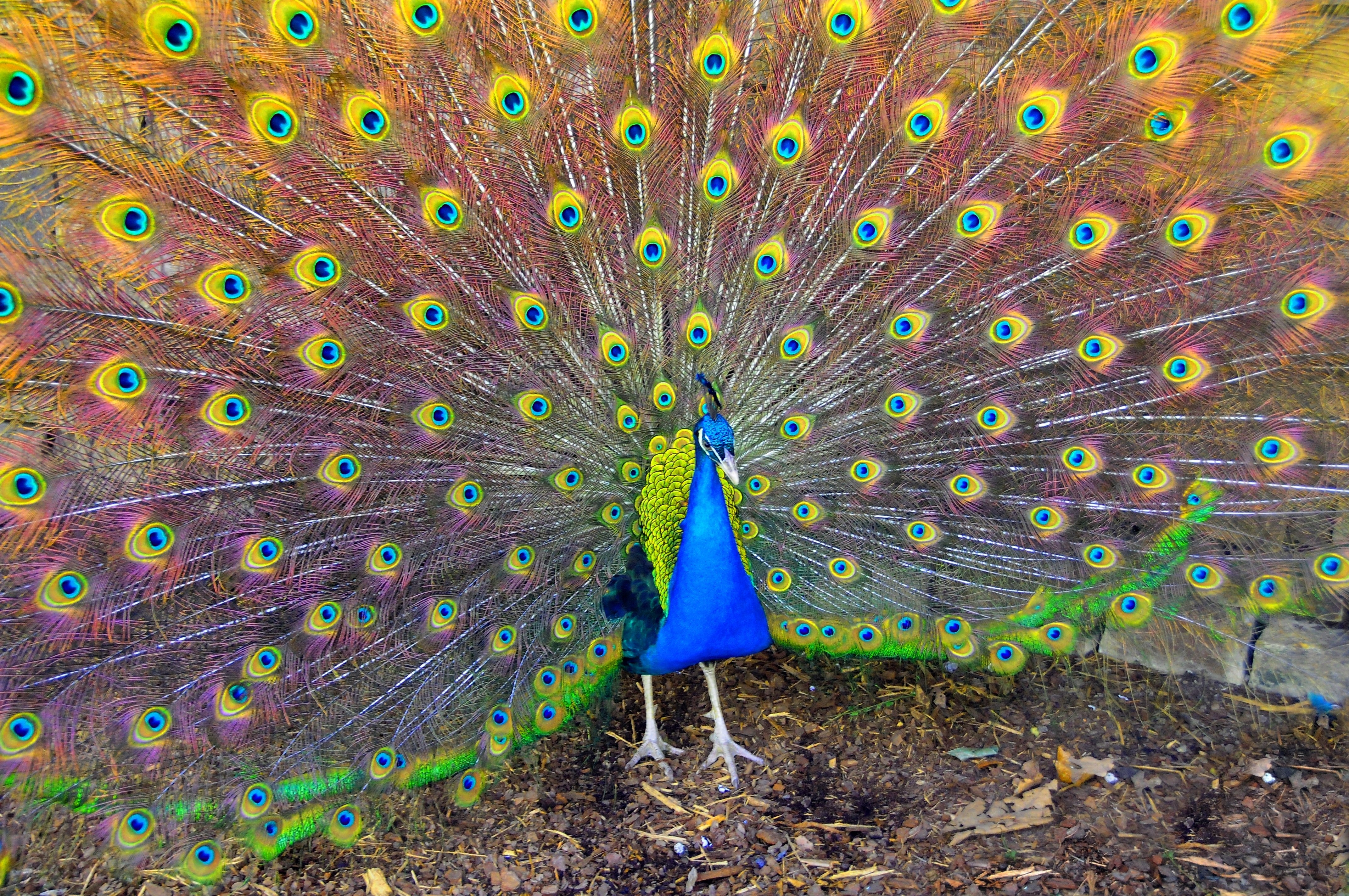 Peacock with fanned tail
