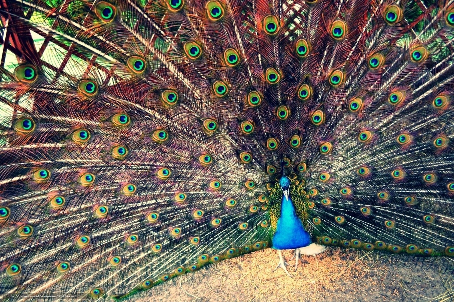 Peacock with fanned tail