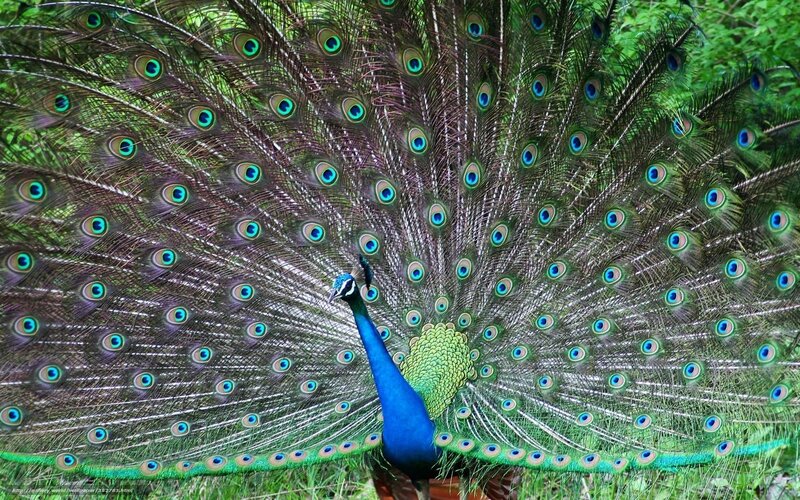 peacock with fanned tail