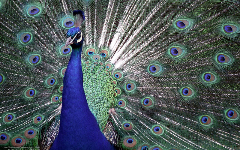 Peacock with fanned tail