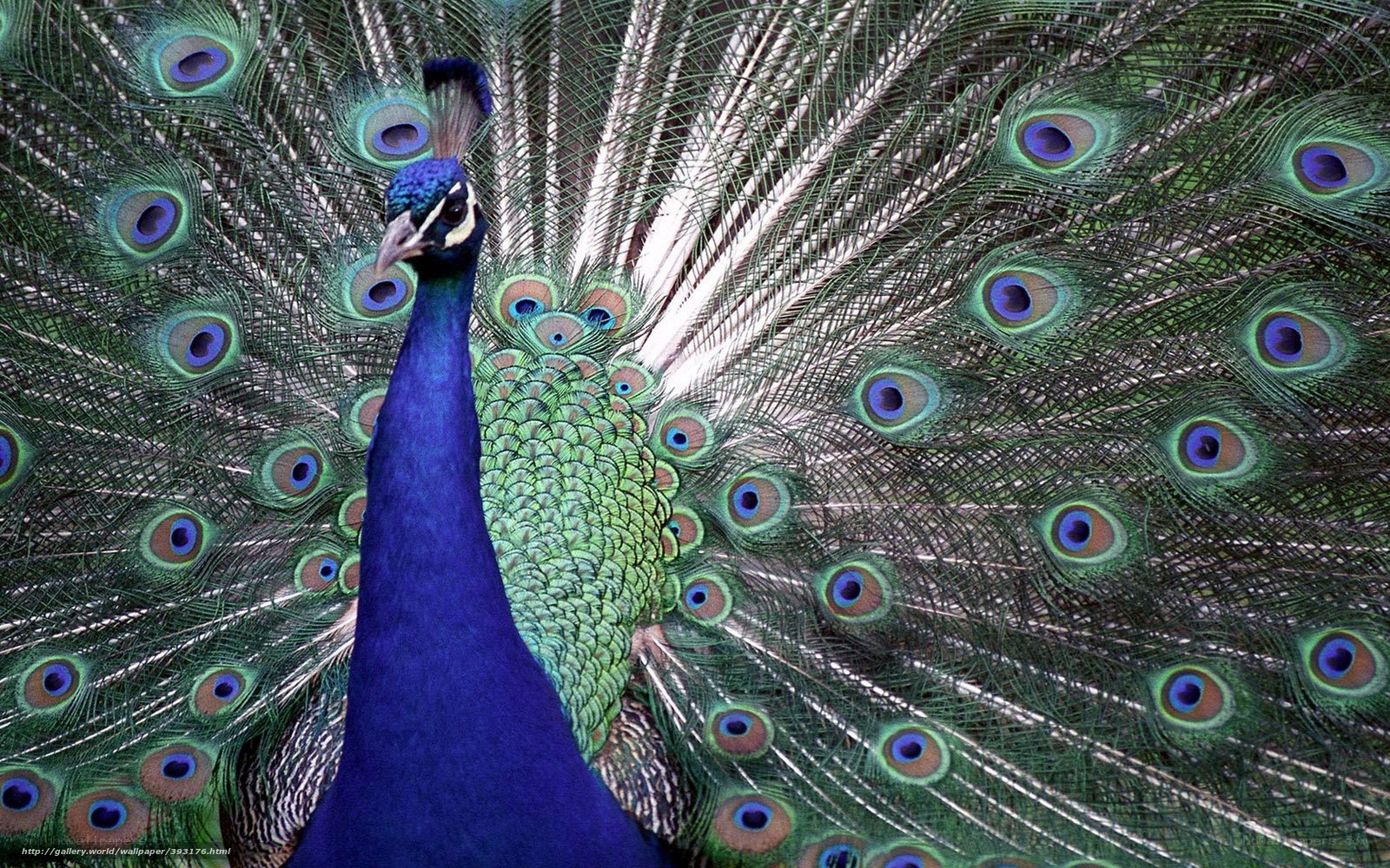 Peacock with fanned tail