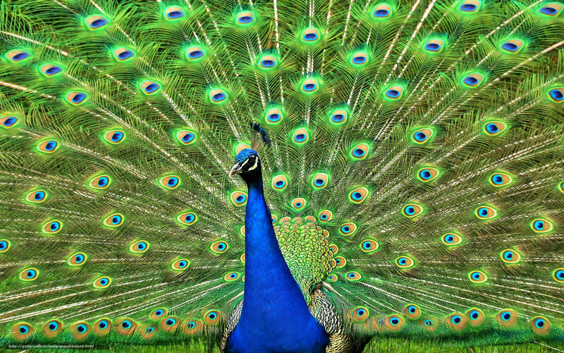 Peacock with fanned tail
