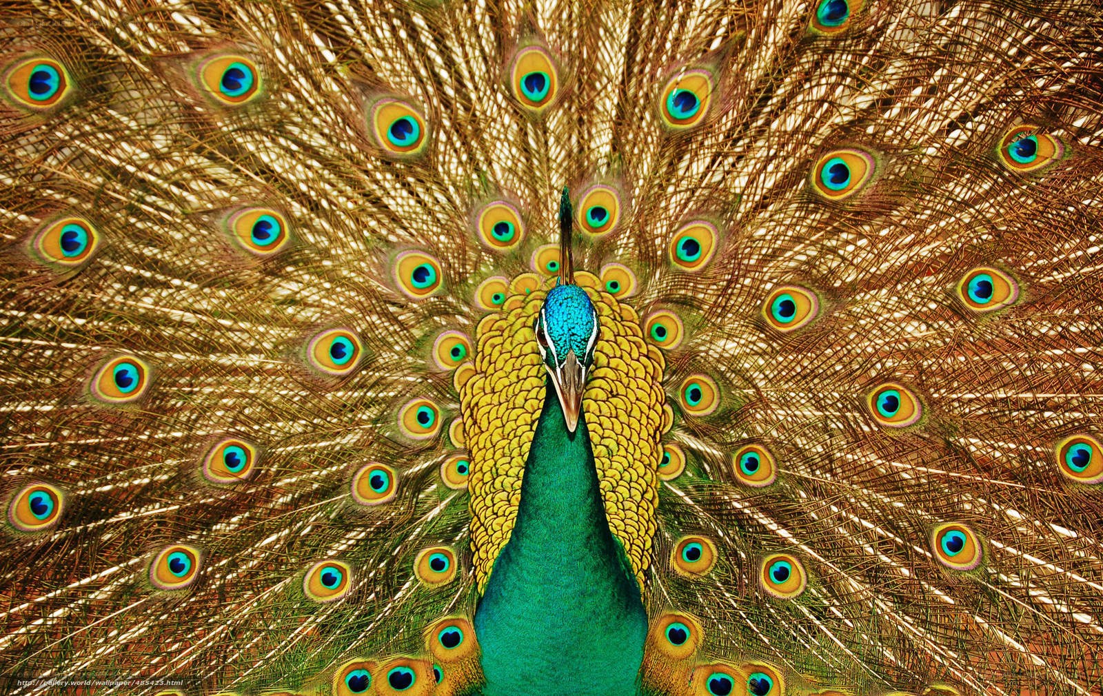 Peacock with fanned tail