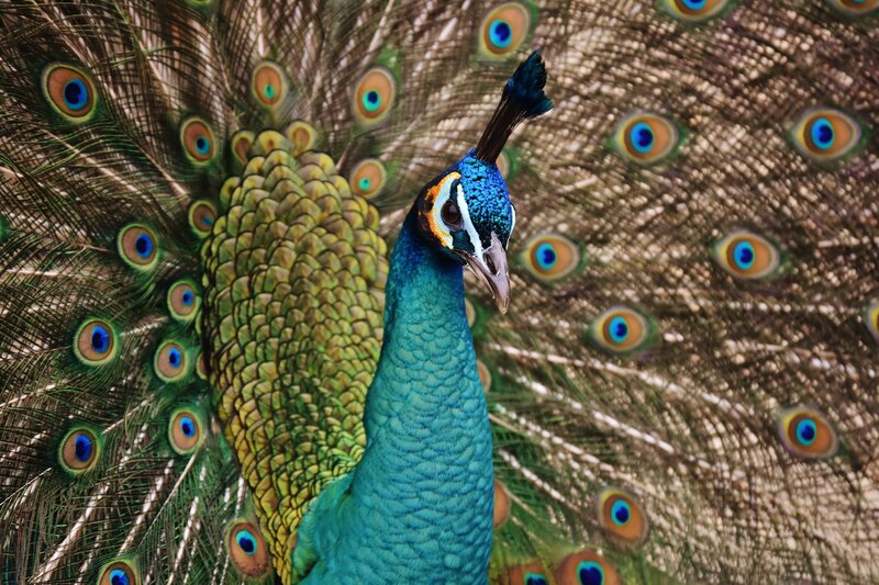 Peacock with fanned tail
