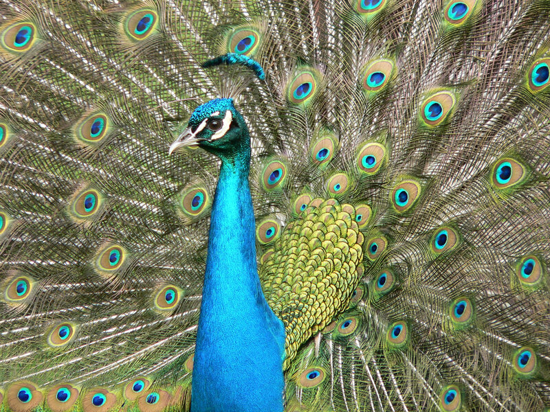 Peacock with fanned tail