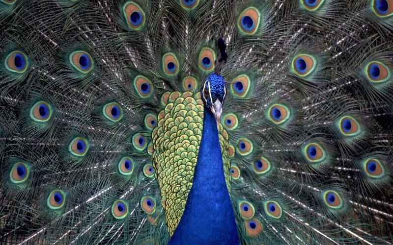 peacock with fanned tail