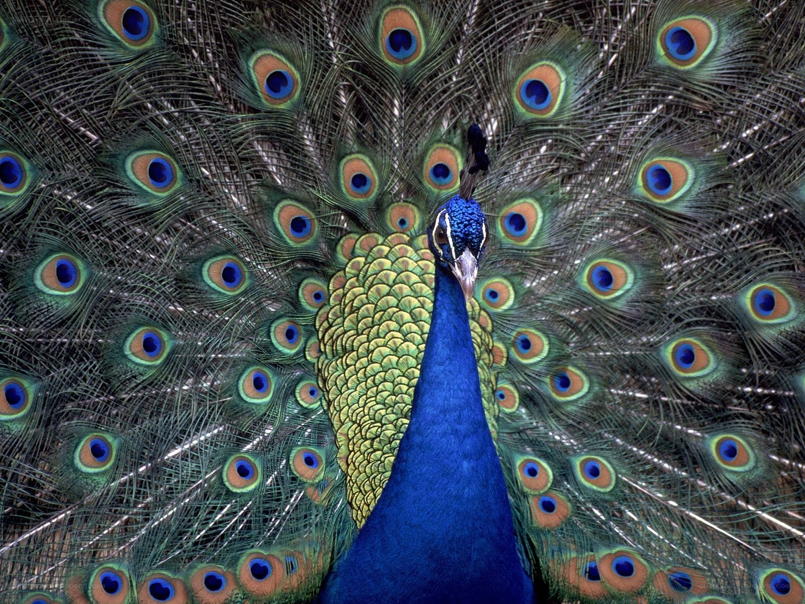 peacock with fanned tail