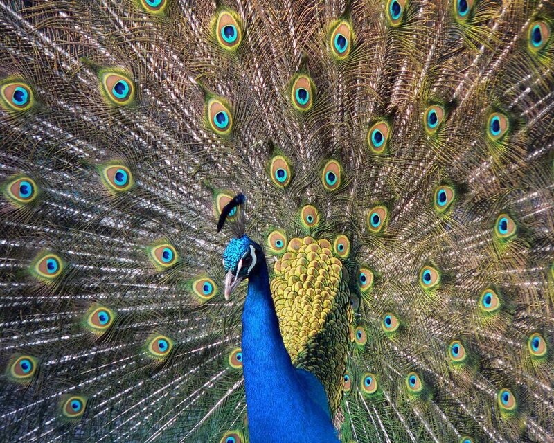 Peacock with fanned tail