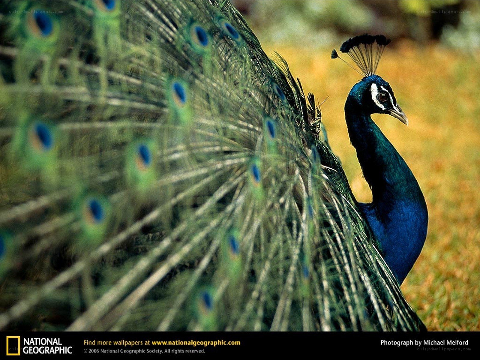 Peacock with fanned tail