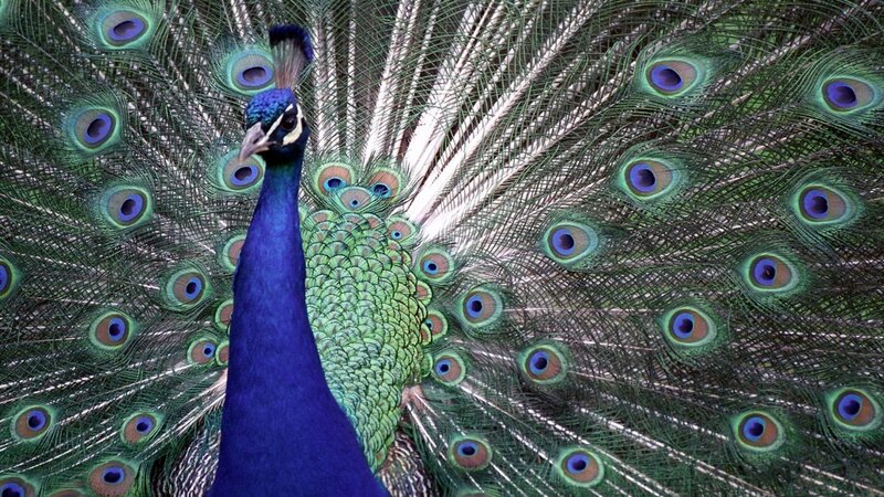 Peacock with fanned tail