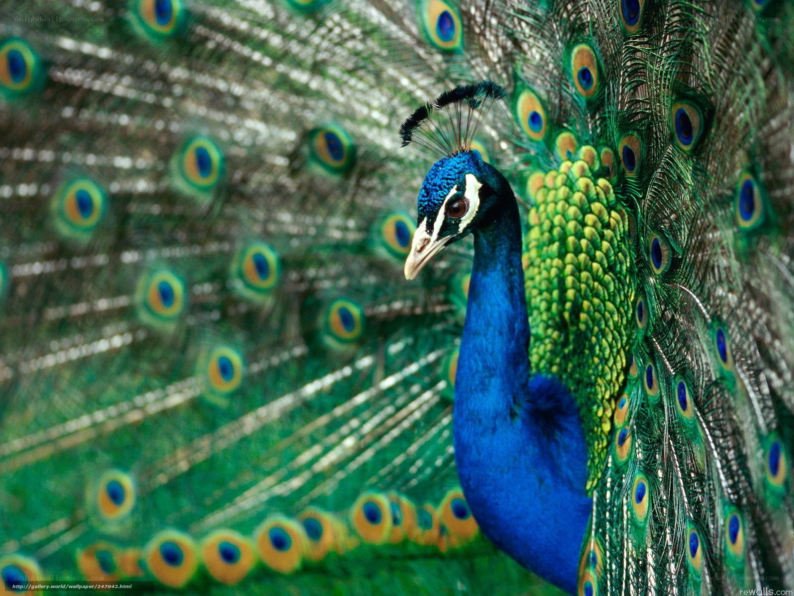 Peacock with fanned tail