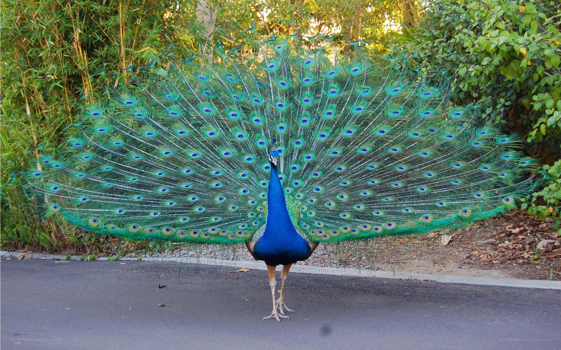 peacock with fanned tail