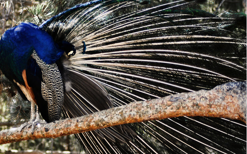 peacock with fanned tail