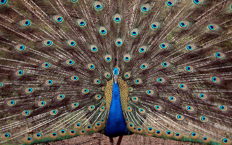 peacock with fanned tail