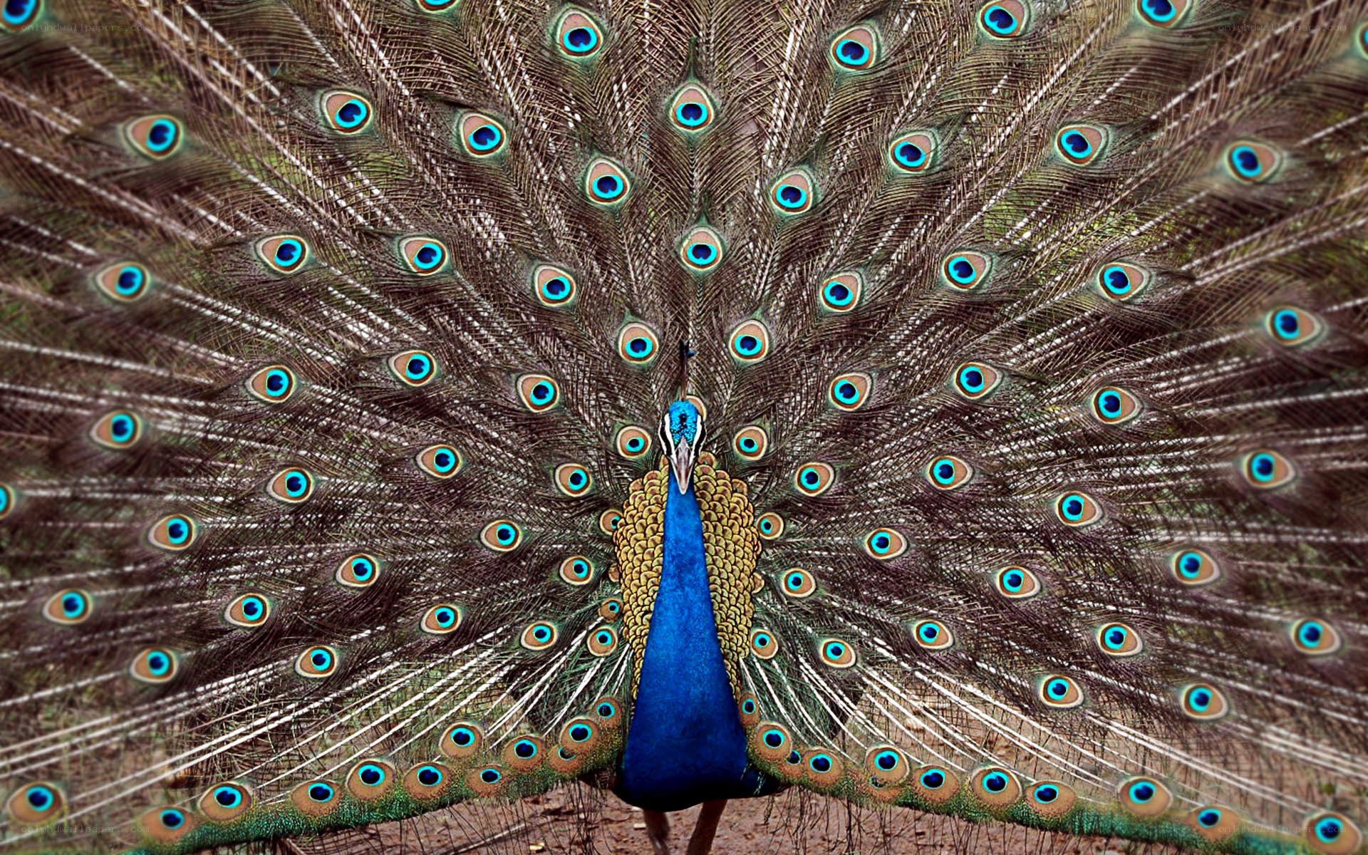 peacock with fanned tail