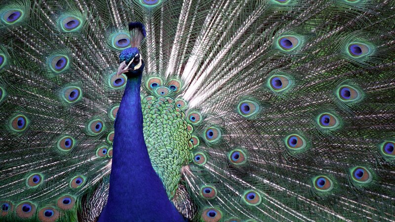 peacock with fanned tail