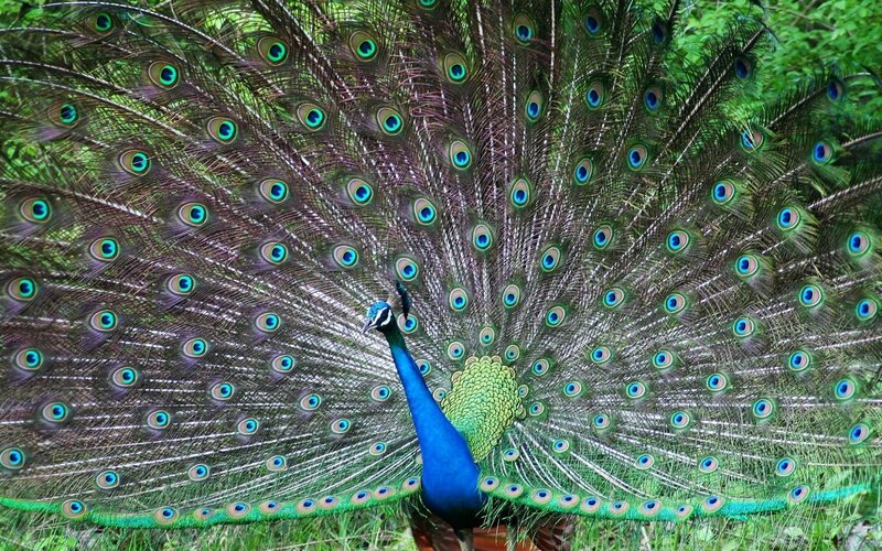 Peacock with fanned tail