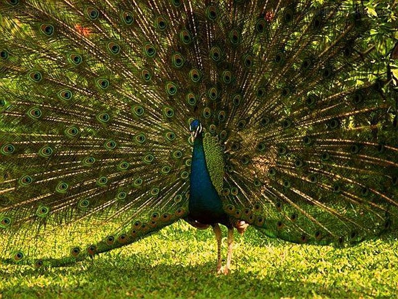 peacock with fanned tail