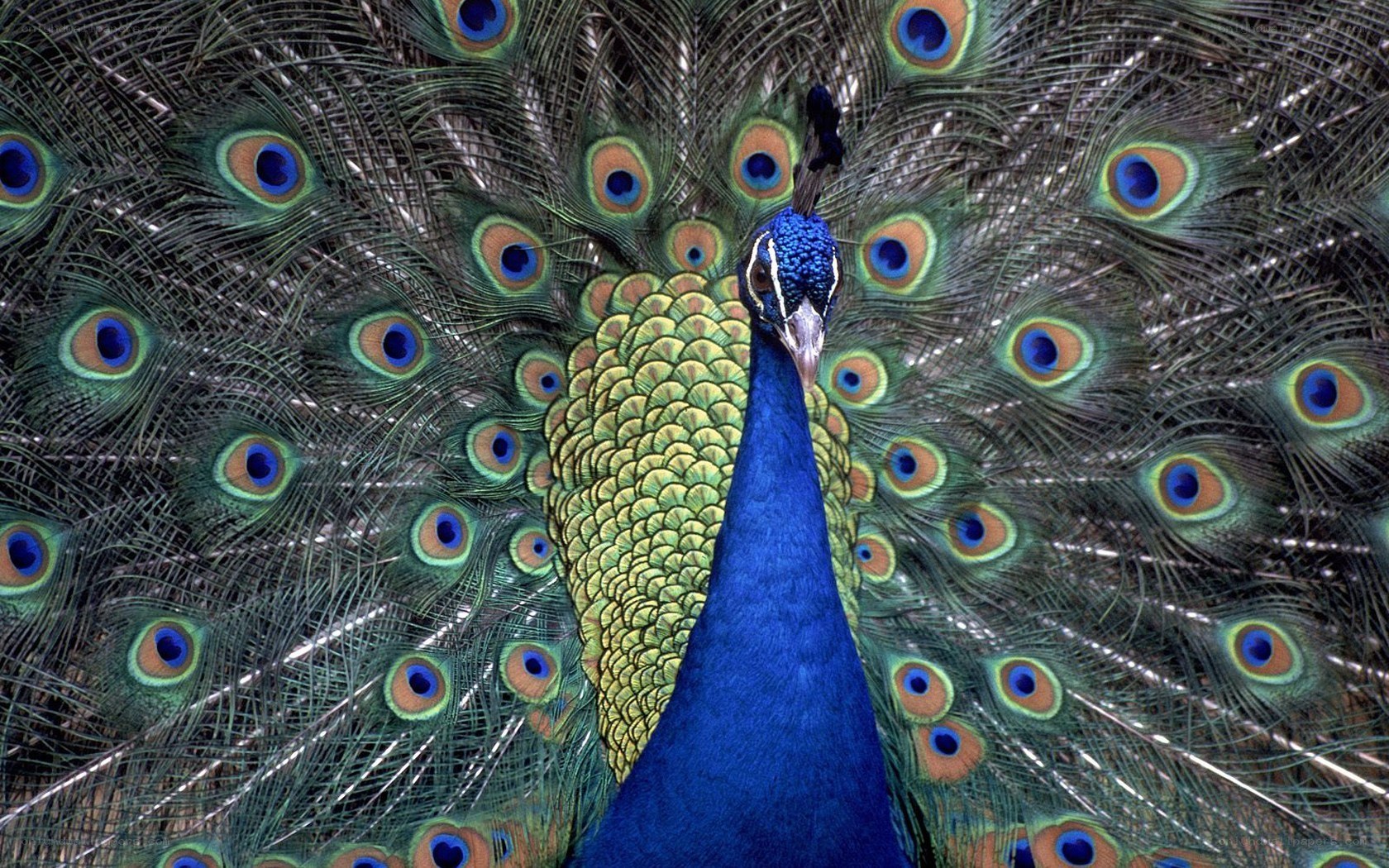 Peacock with fanned tail