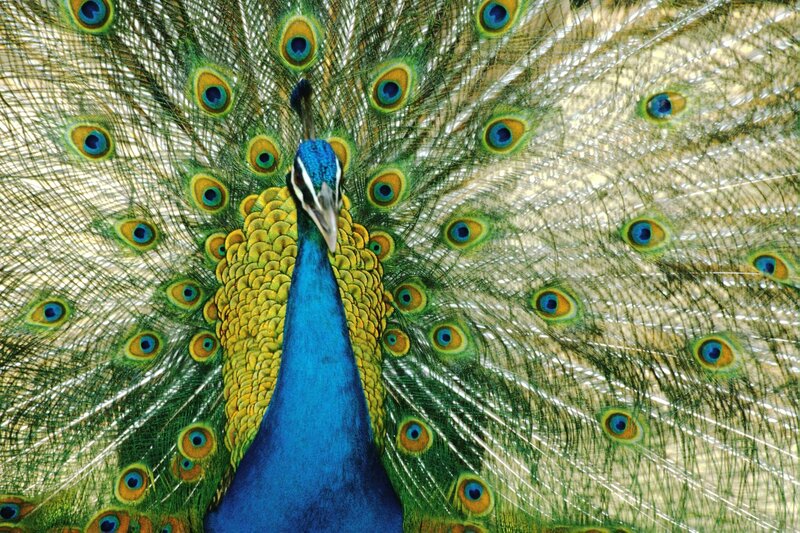 peacock with fanned tail