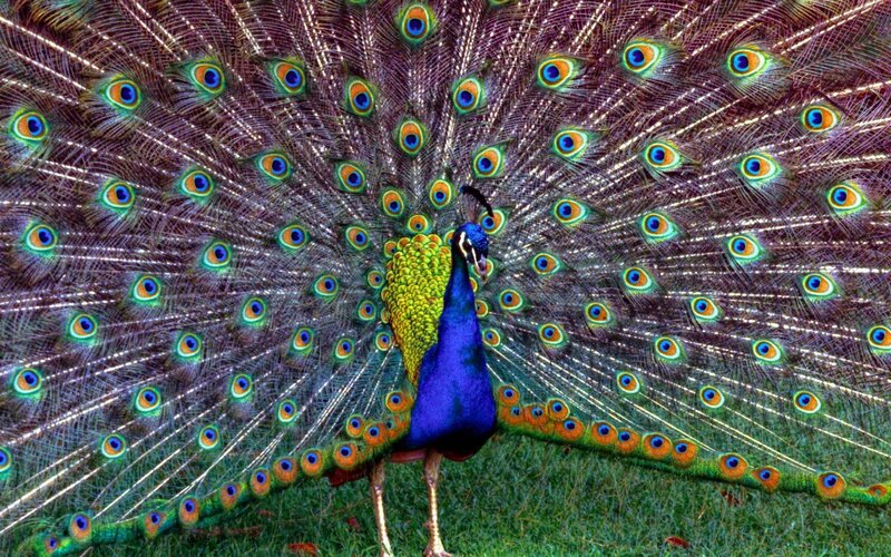 peacock with fanned tail
