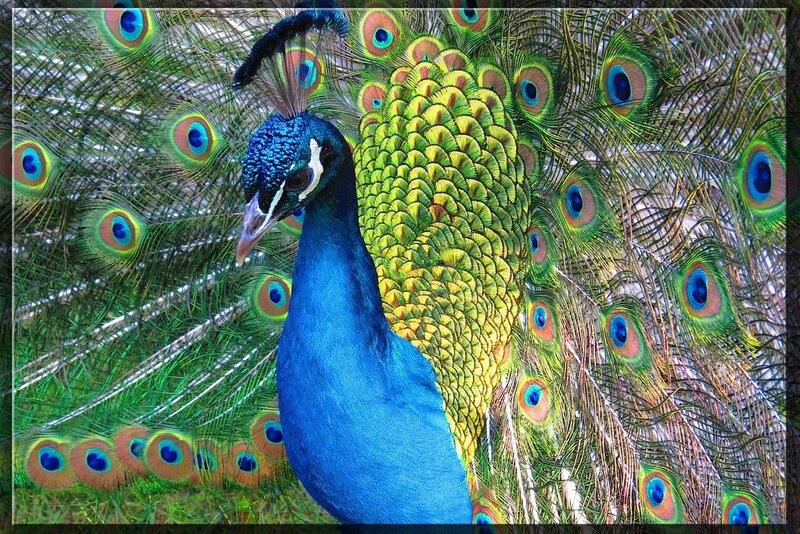 peacock with fanned tail