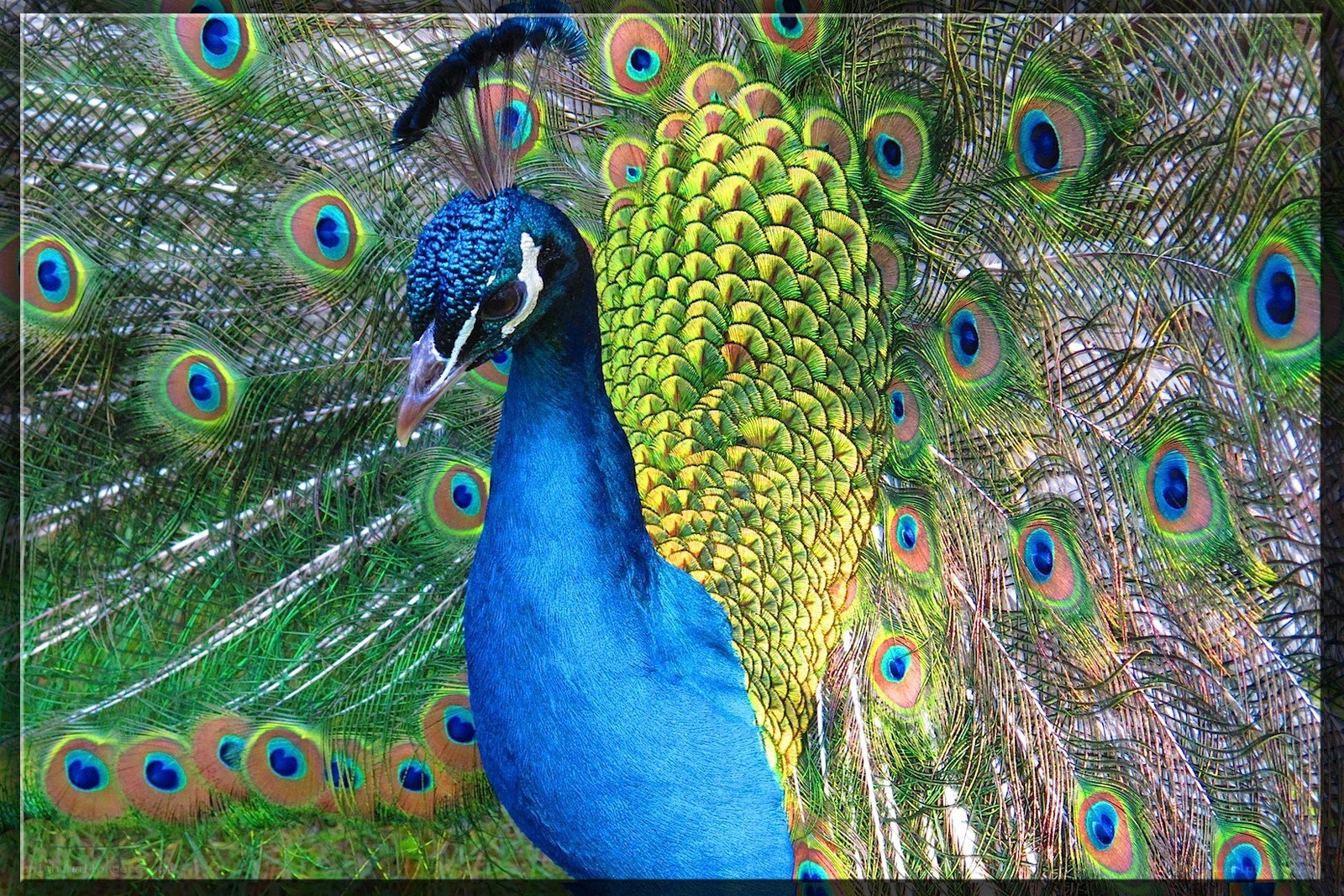 peacock with fanned tail