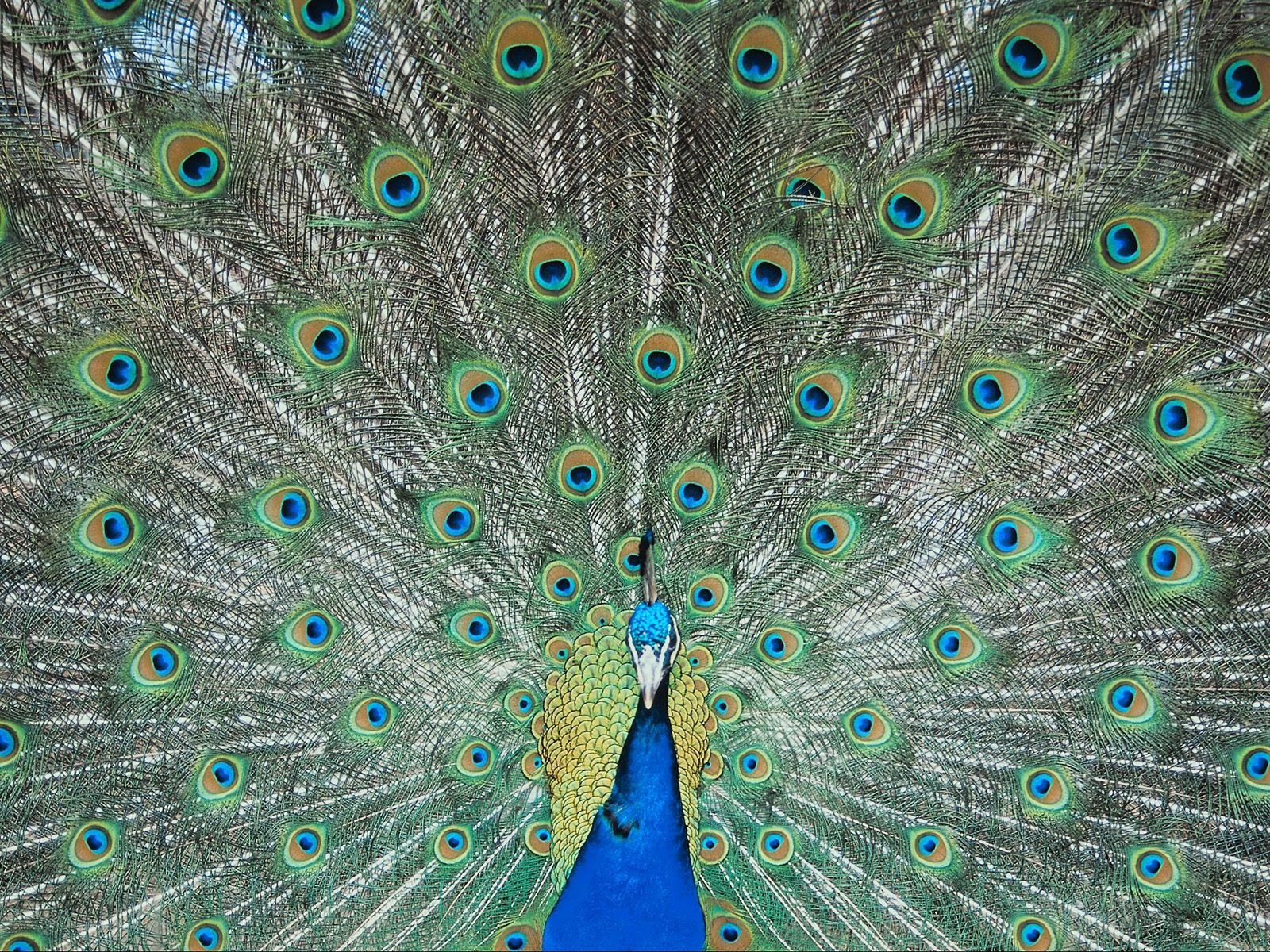 peacock with fanned tail