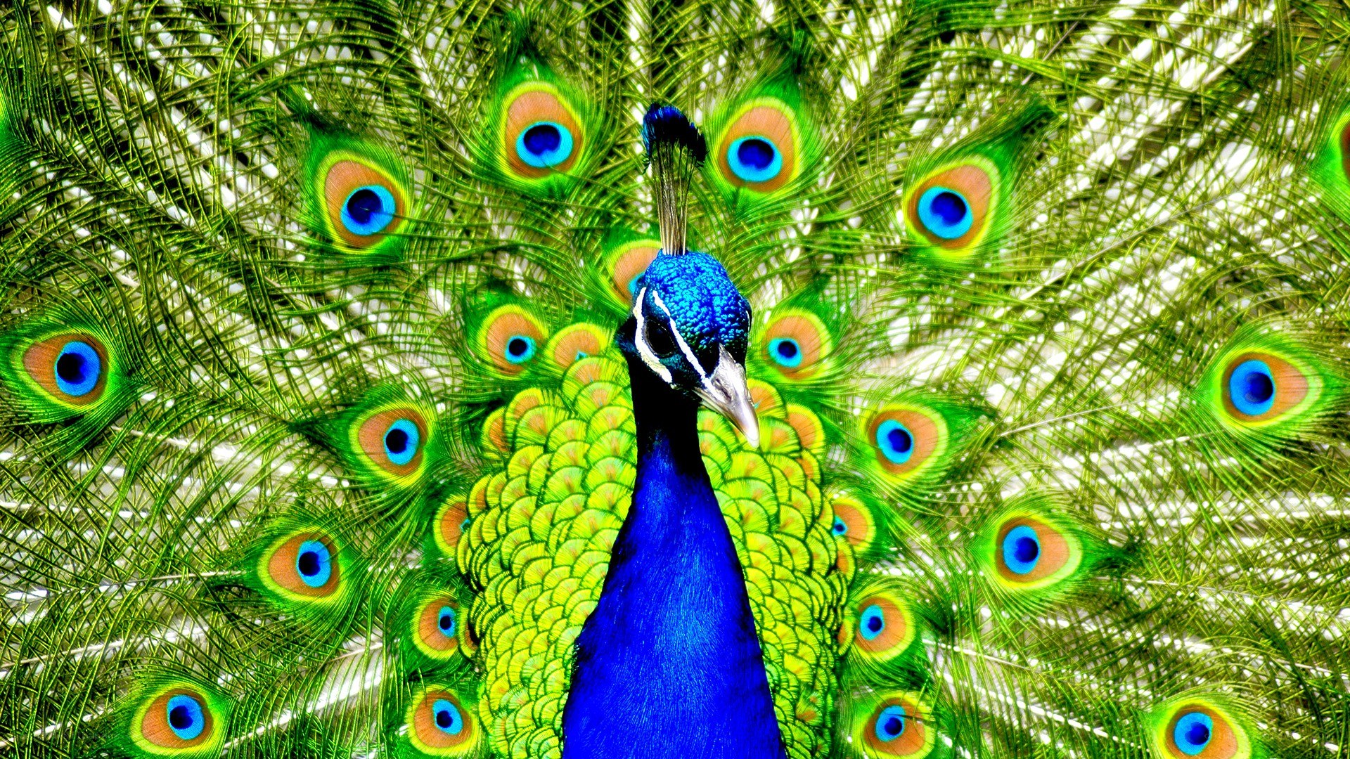 Peacock with fanned tail
