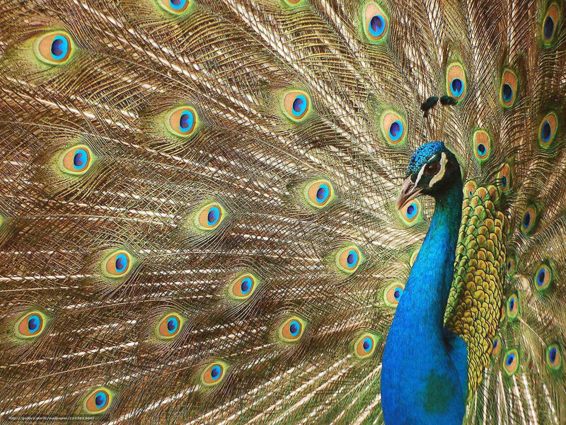 peacock with fanned tail