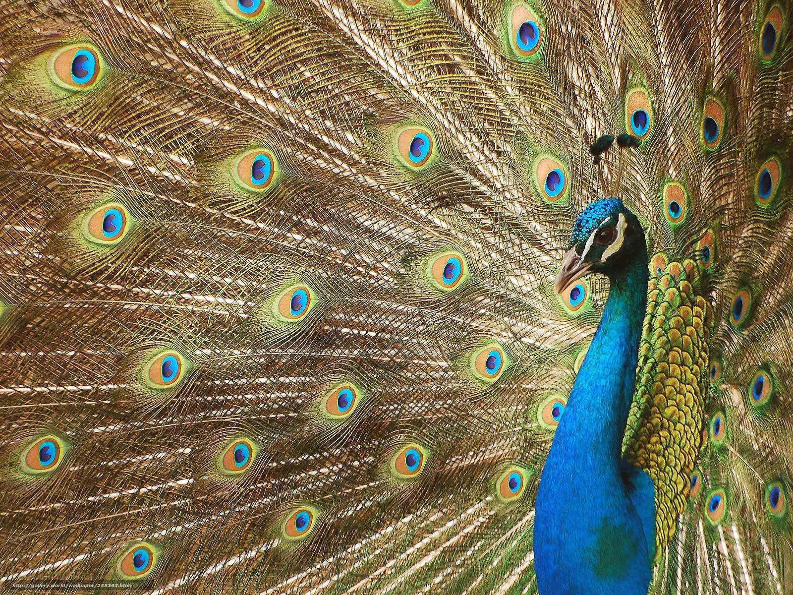 peacock with fanned tail