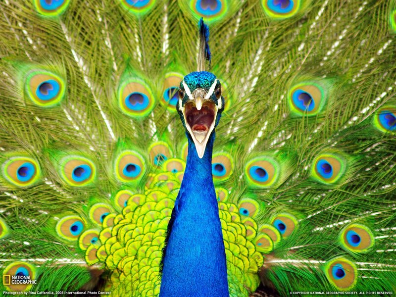 Peacock with fanned tail
