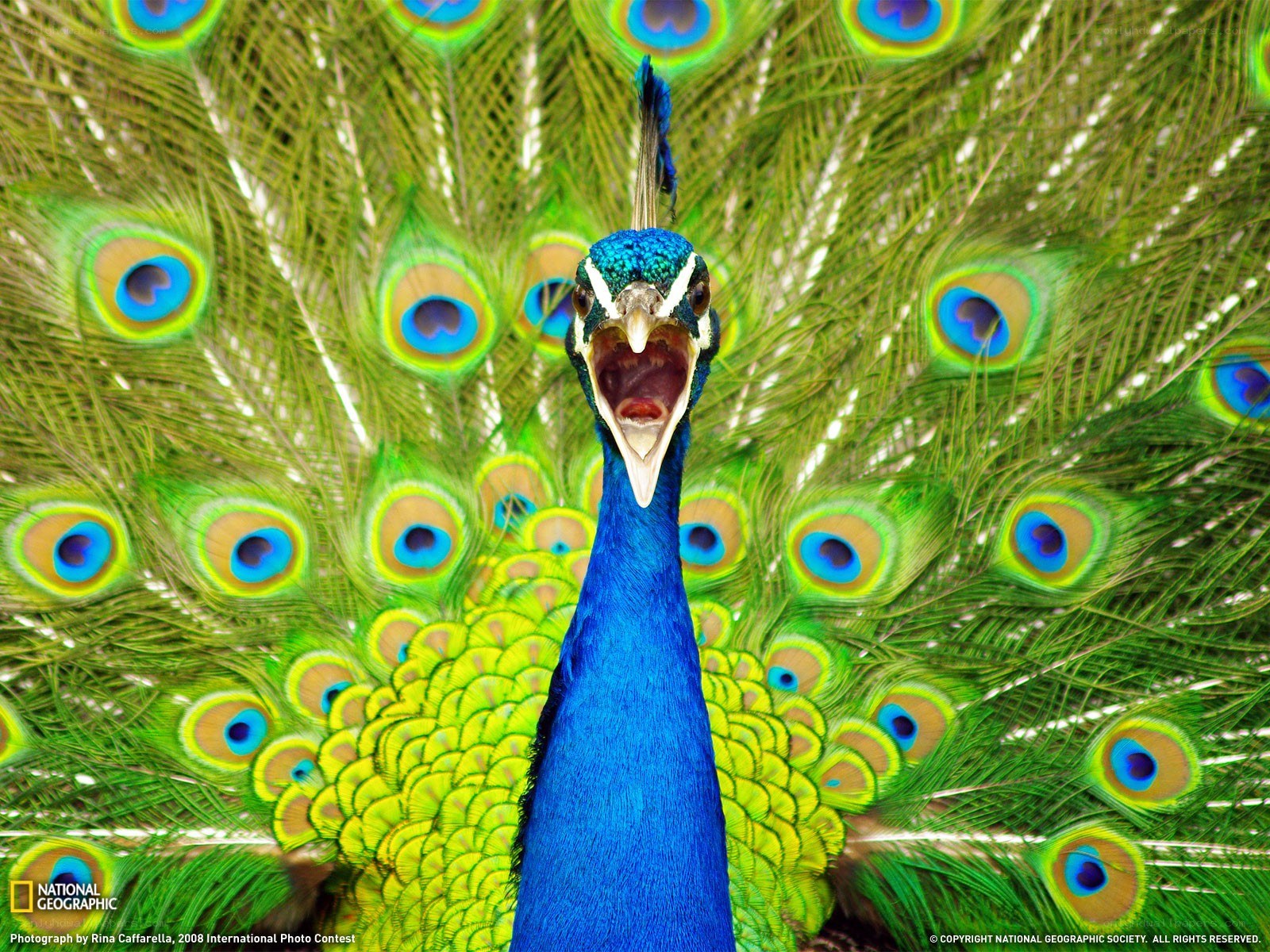 Peacock with fanned tail