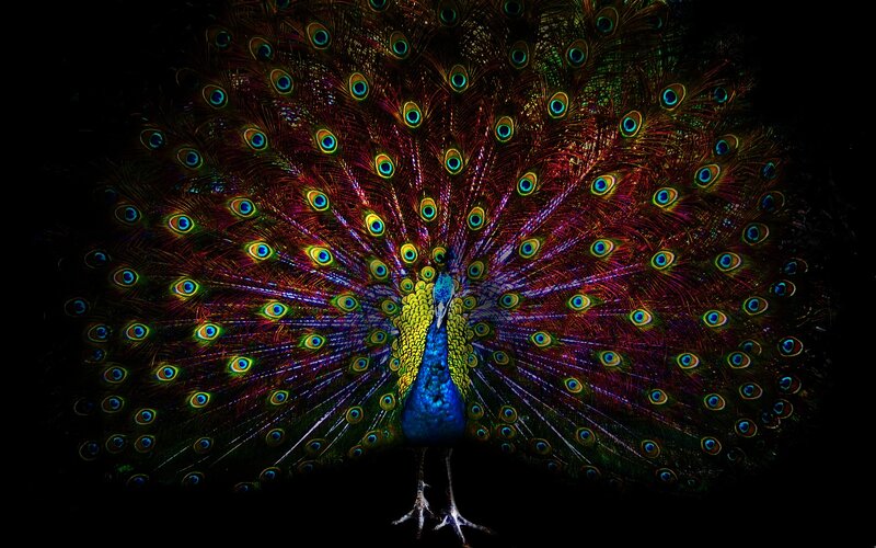 peacock with fanned tail