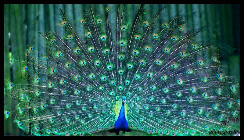 peacock with fanned tail