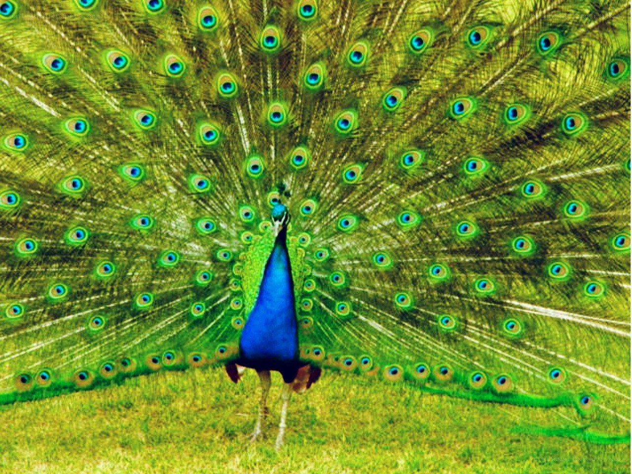 peacock with fanned tail