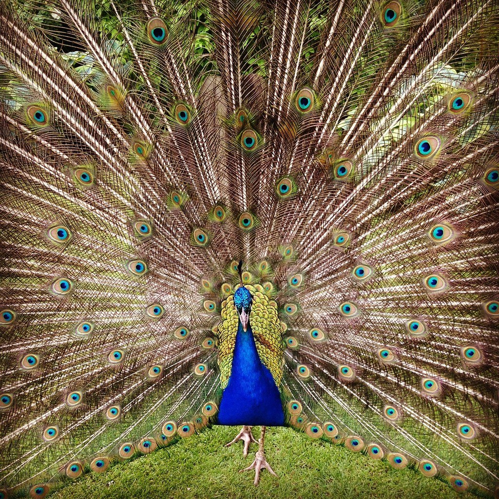 Peacock with fanned tail
