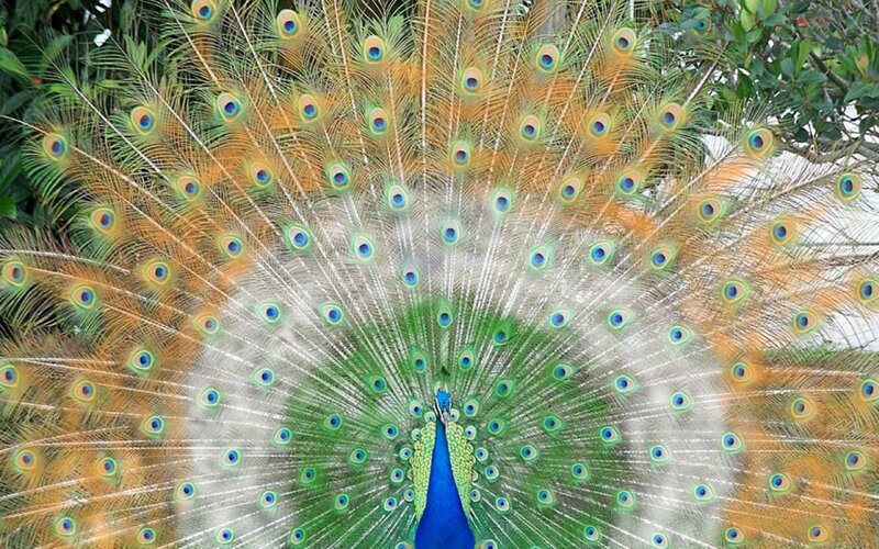 peacock with fanned tail