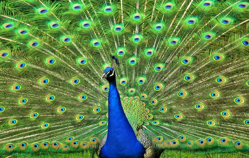 peacock with fanned tail